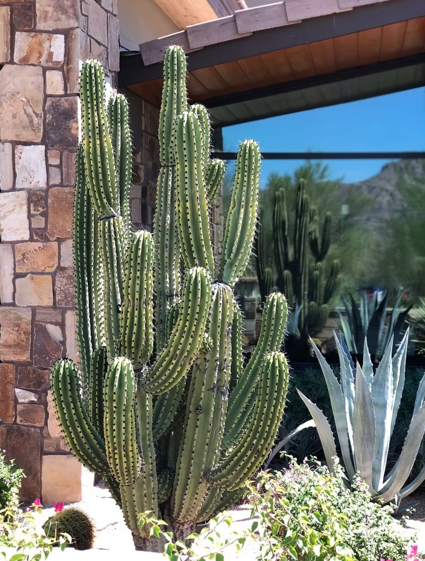 Cactus